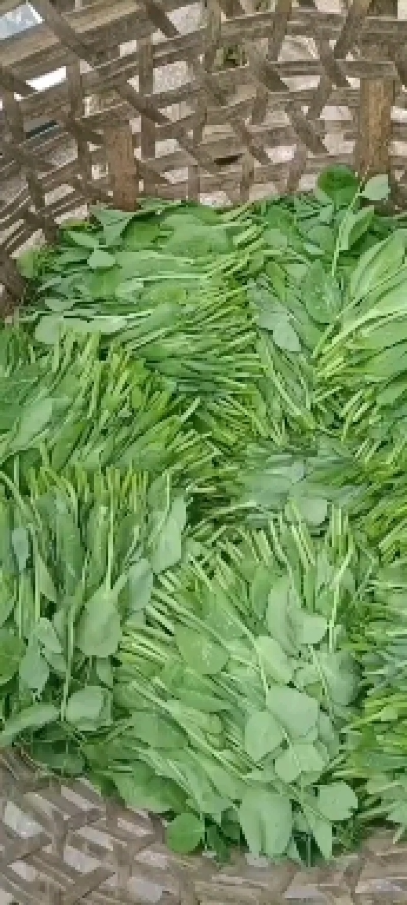 豌豆荚