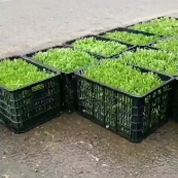 豌豆荚