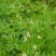 甘草种子甜草根耐寒抗旱庭院盆栽阳台种植中草药种籽春秋