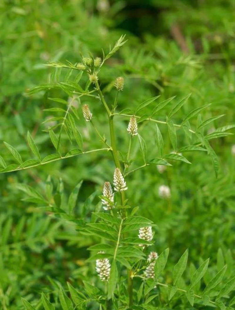甘草种子甜草根耐寒抗旱庭院盆栽阳台种植中草药种籽春秋