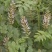甘草种子甜草根耐寒抗旱庭院盆栽阳台种植中草药种籽春秋