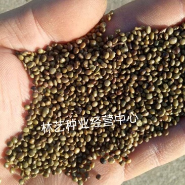 甘草种子甜草根耐寒抗旱庭院盆栽阳台种植中草药种籽春秋