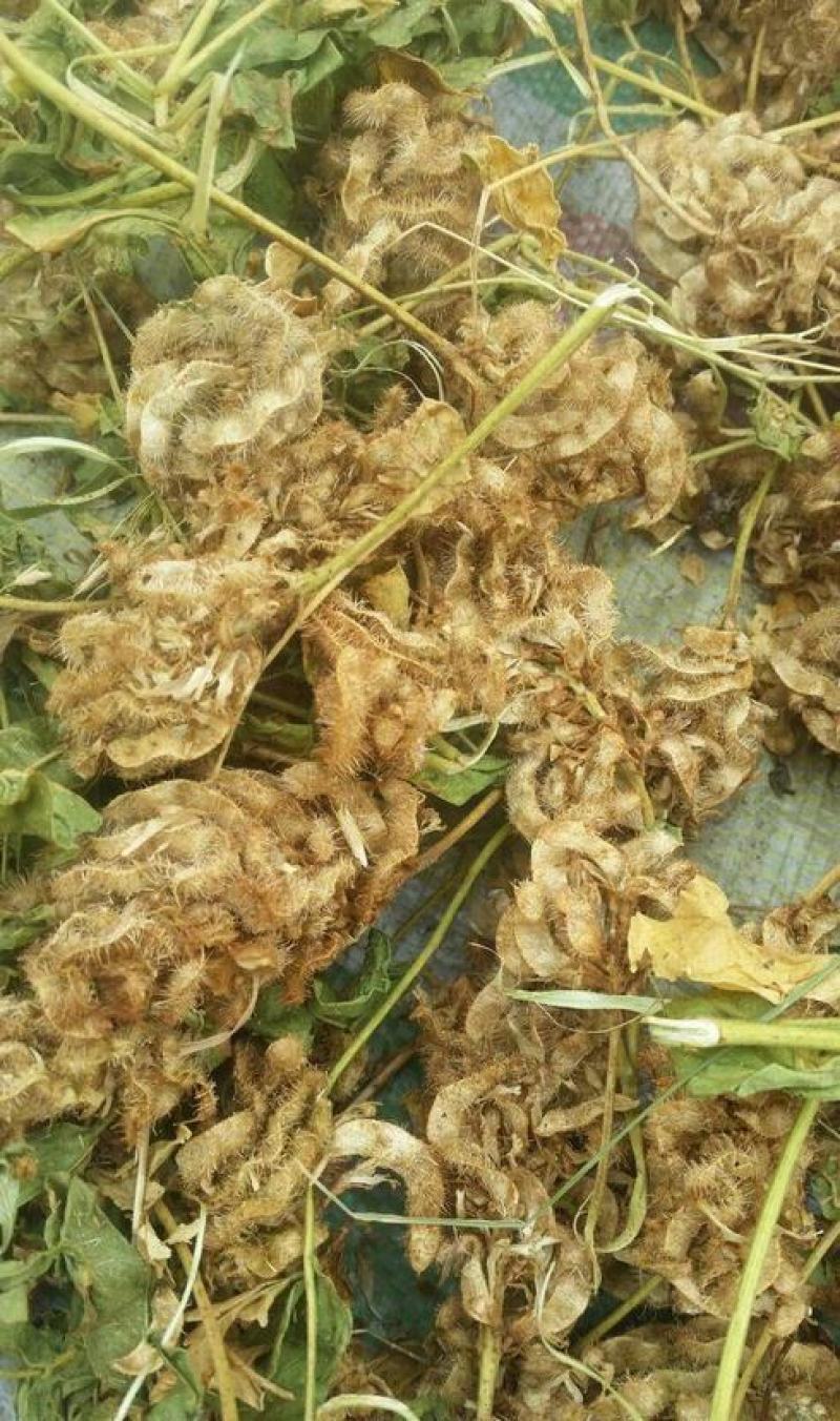 甘草种子甜草根耐寒抗旱庭院盆栽阳台种植中草药种籽春秋