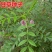 甘草种子甜草根耐寒抗旱庭院盆栽阳台种植中草药种籽春秋