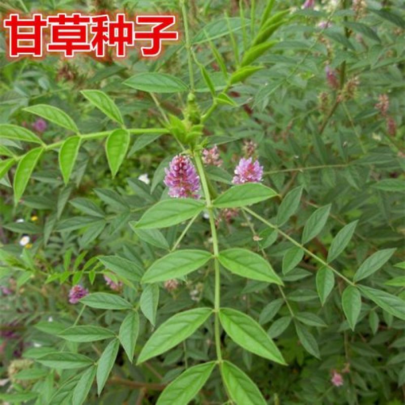 甘草种子甜草根耐寒抗旱庭院盆栽阳台种植中草药种籽春秋