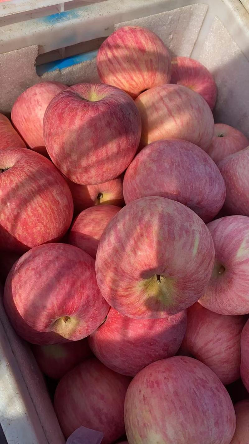 【推荐】膜袋红富士苹果脆甜皮薄产地直发对接各大市场