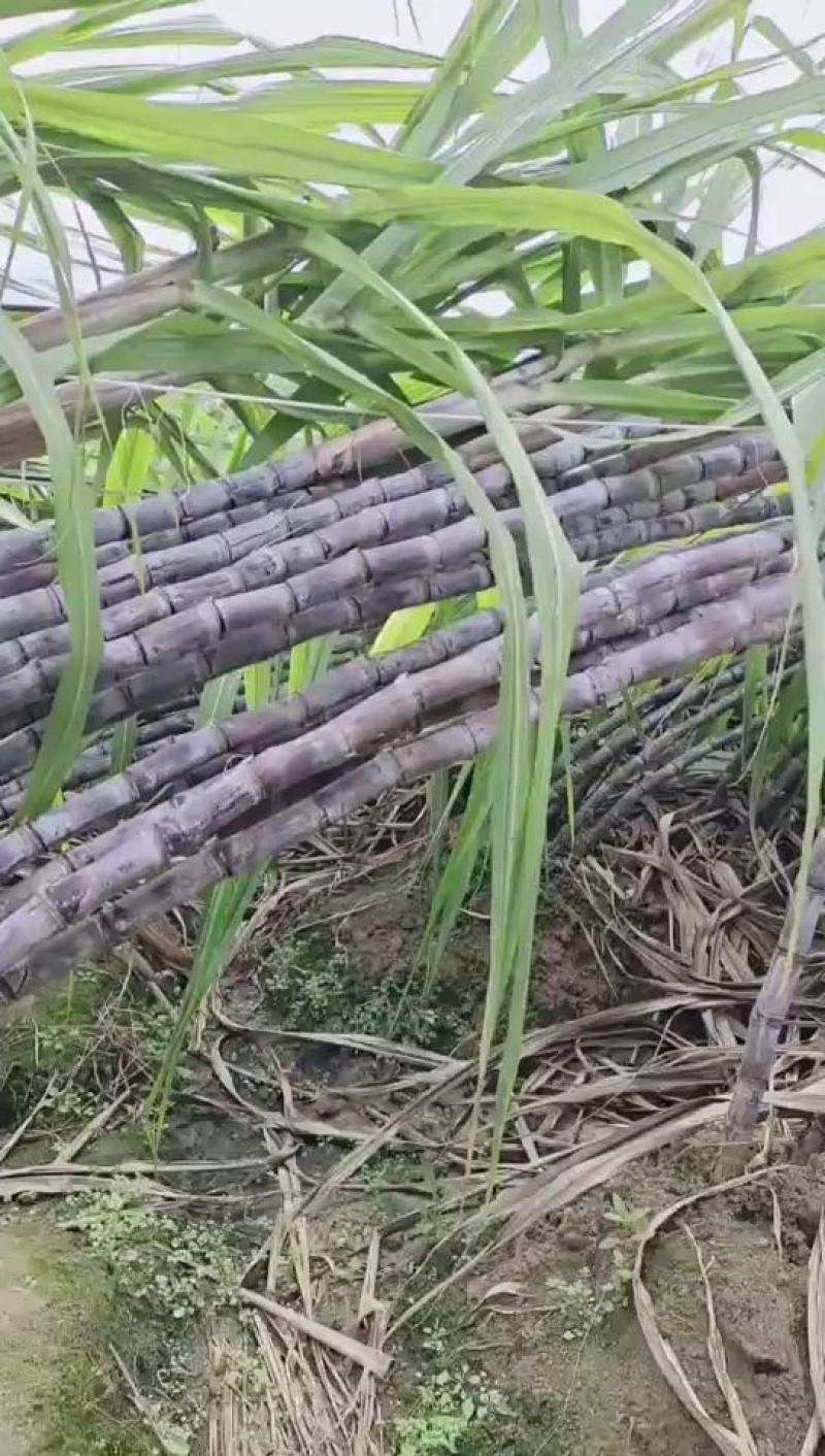 甘蔗倒地货，价格实惠欢迎咨询定购！只此一次，手快有手慢无