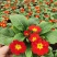 报春花盆栽四季开花花苗重瓣室外阳台室内花卉庭院植物耐寒