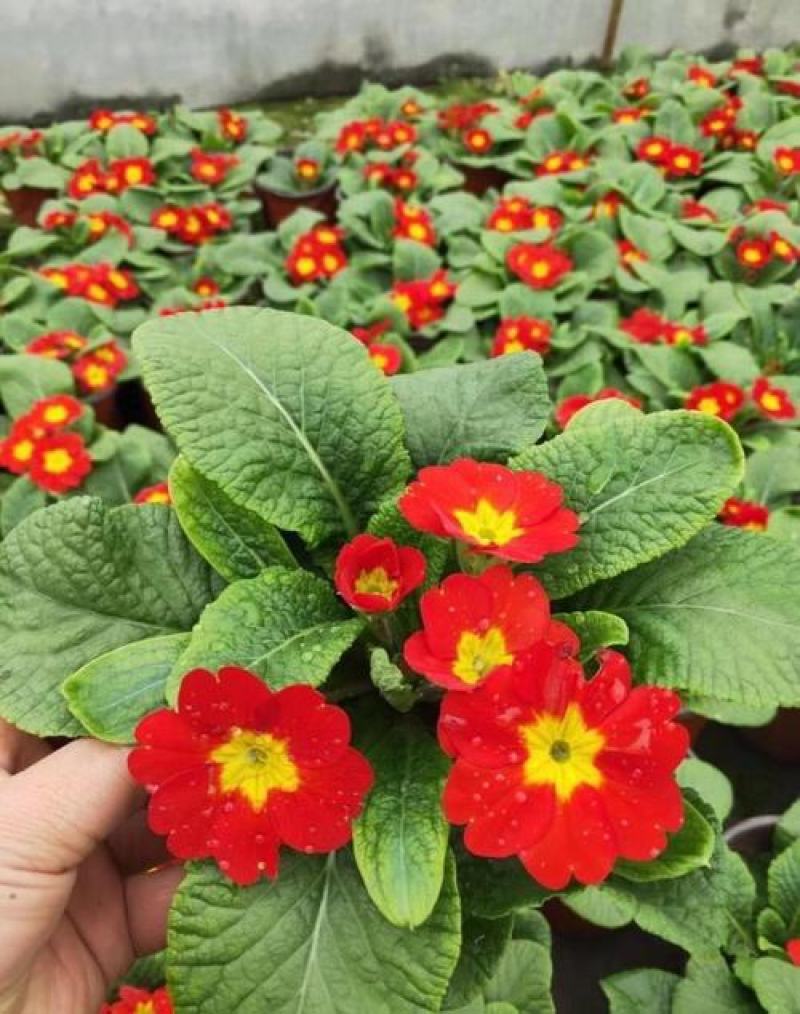 报春花盆栽四季开花花苗重瓣室外阳台室内花卉庭院植物耐寒