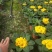 报春花盆栽四季开花花苗重瓣室外阳台室内花卉庭院植物耐寒