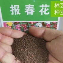 报春花种子四季易活花籽樱草花卉花种子耐寒盆栽庭院室外花种