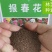 报春花种子四季易活花籽樱草花卉花种子耐寒盆栽庭院室外花种