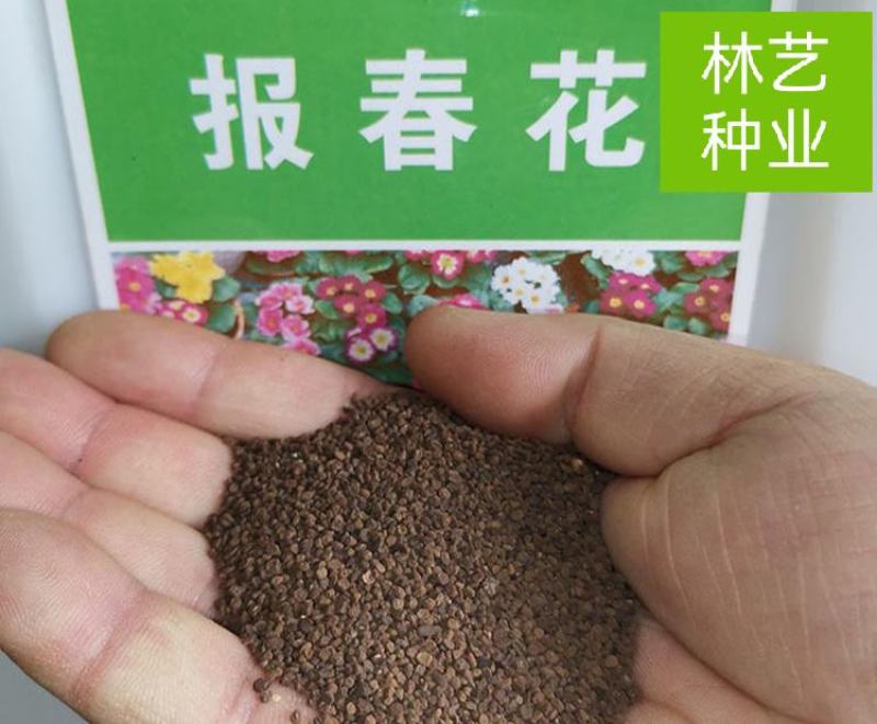 报春花种子四季易活花籽樱草花卉花种子耐寒盆栽庭院室外花种