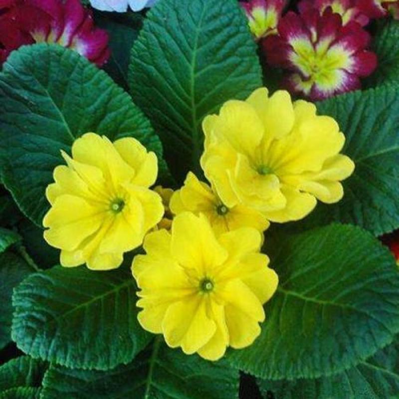 报春花种子四季易活花籽樱草花卉花种子耐寒盆栽庭院室外花种