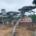 正宗泰山景松，造型多，美观，提供免费设计