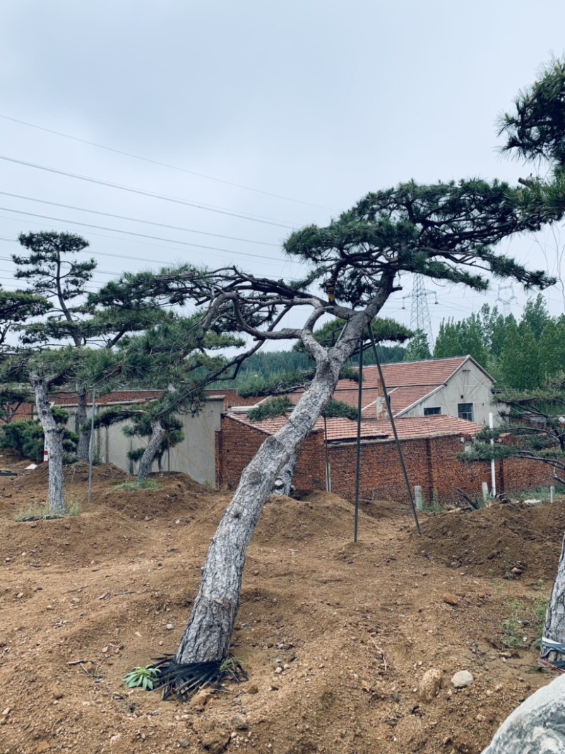 正宗泰山景松，造型多，美观，提供免费设计