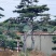 正宗泰山景松，造型多，美观，提供免费设计