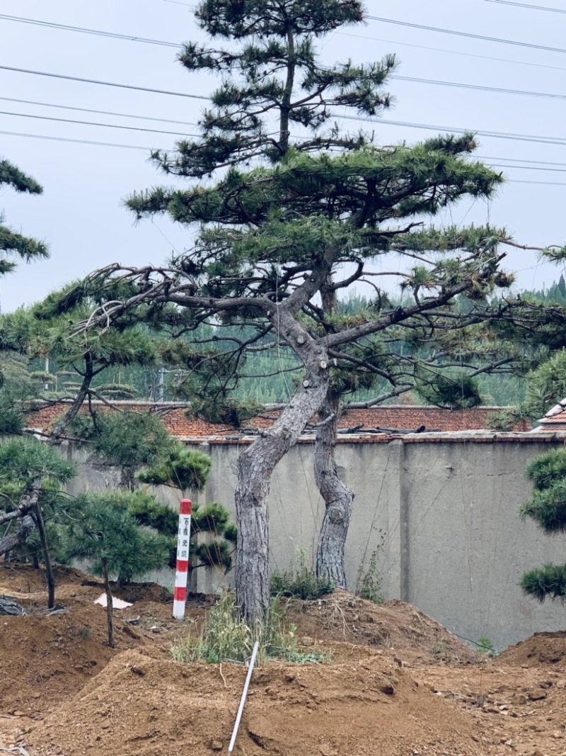正宗泰山景松，造型多，美观，提供免费设计