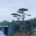 正宗泰山景松，造型多，美观，提供免费设计