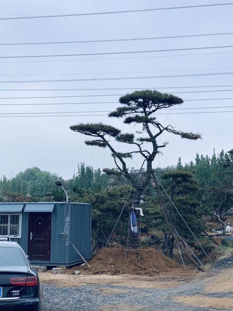 正宗泰山景松，造型多，美观，提供免费设计