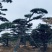 正宗泰山景松，造型多，美观，提供免费设计