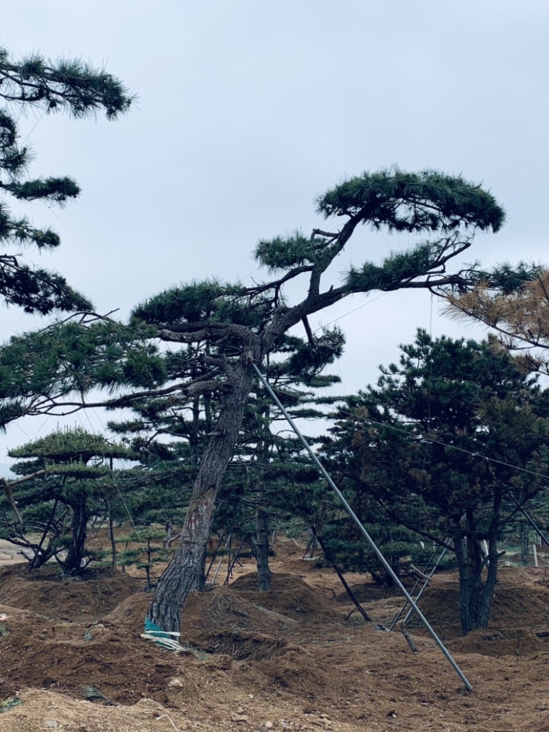 正宗泰山景松，造型多，美观，提供免费设计
