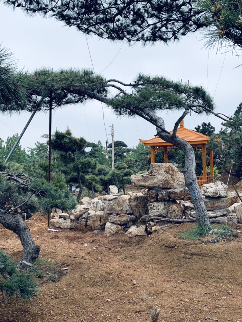 正宗泰山景松，造型多，美观，提供免费设计