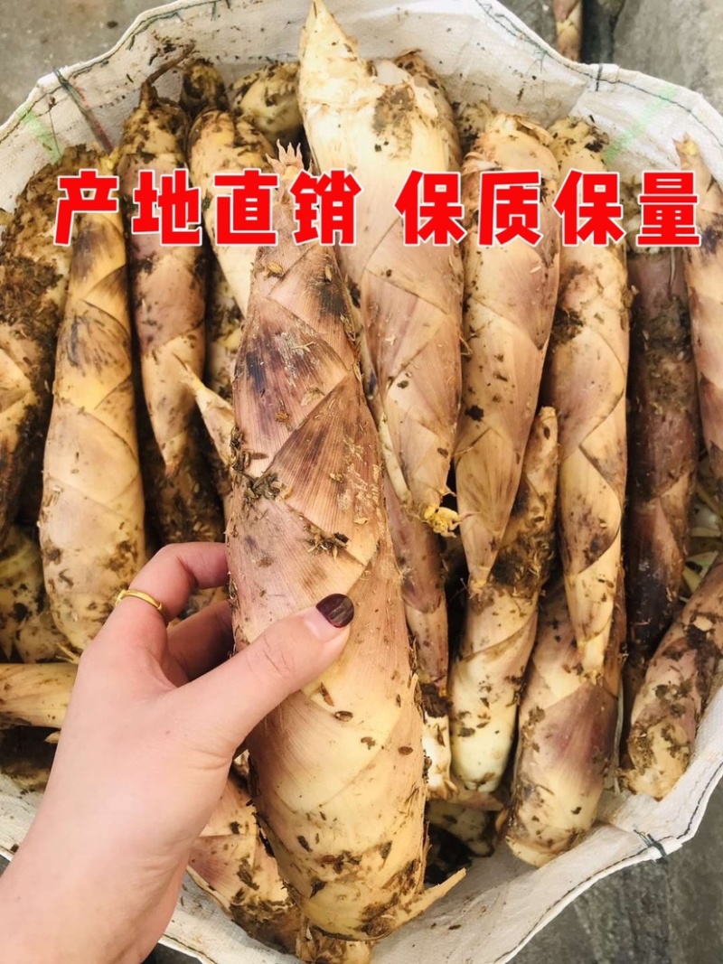 精品春笋每日现挖一手货源保质保量大量供应