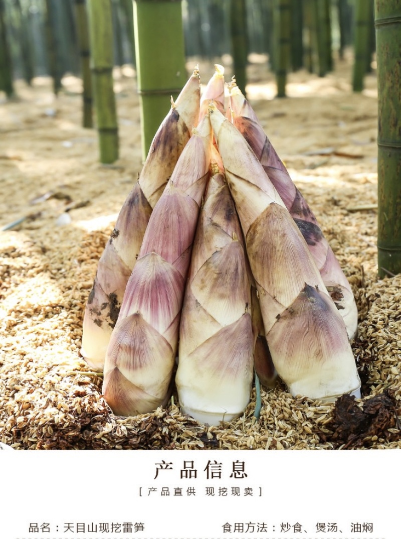 精品春笋每日现挖一手货源保质保量大量供应