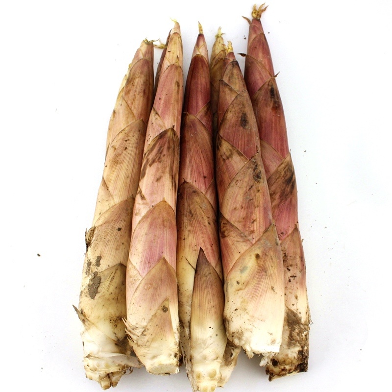精品春笋每日现挖一手货源保质保量大量供应