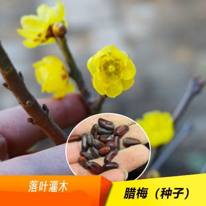 绿化园林行道树苗木种子腊梅种子灌木林木乔木树种籽