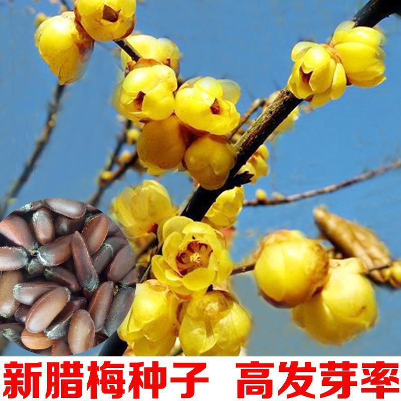 绿化园林行道树苗木种子腊梅种子灌木林木乔木树种籽