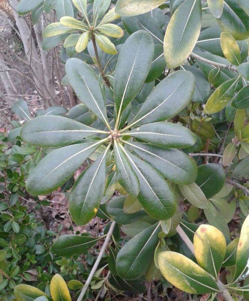 优质林木种子花卉种子海桐种子苗木种子海桐球种子净种