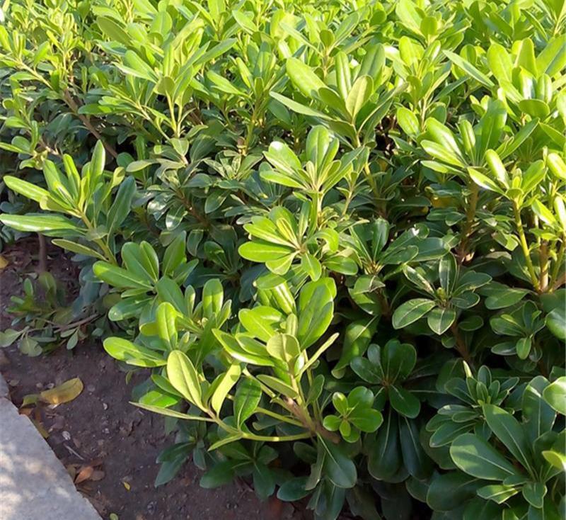 庭院绿化苗木海桐树苗四季常青篱笆苗庭院海桐苗绿化