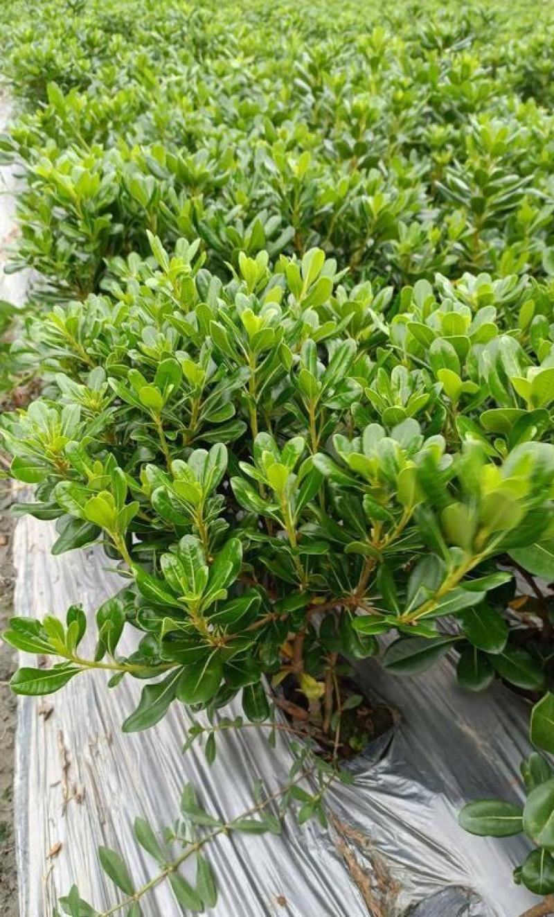 庭院绿化苗木海桐树苗四季常青篱笆苗庭院海桐苗绿化