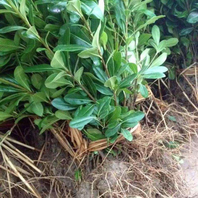庭院绿化苗木海桐树苗四季常青篱笆苗庭院海桐苗绿化