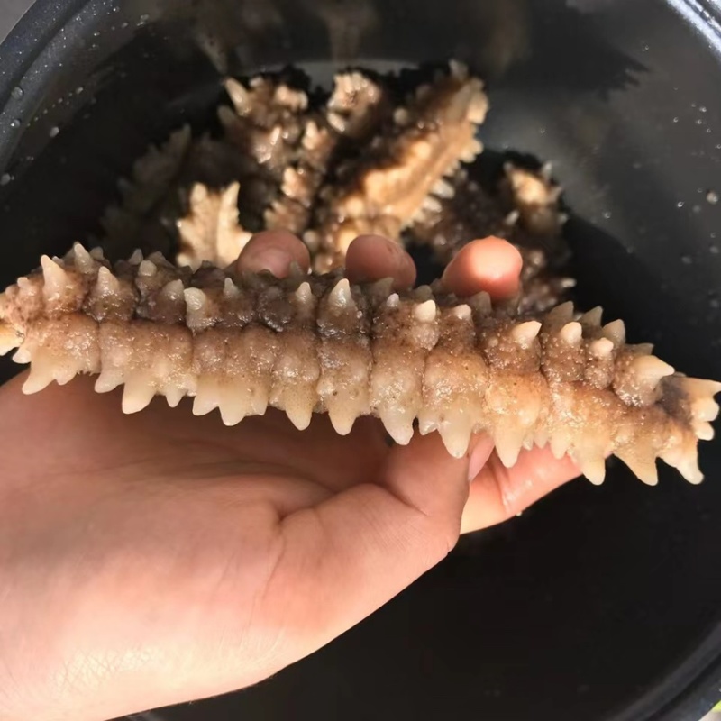 印尼黑刺参