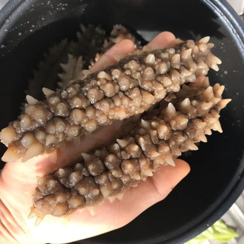 印尼黑刺参