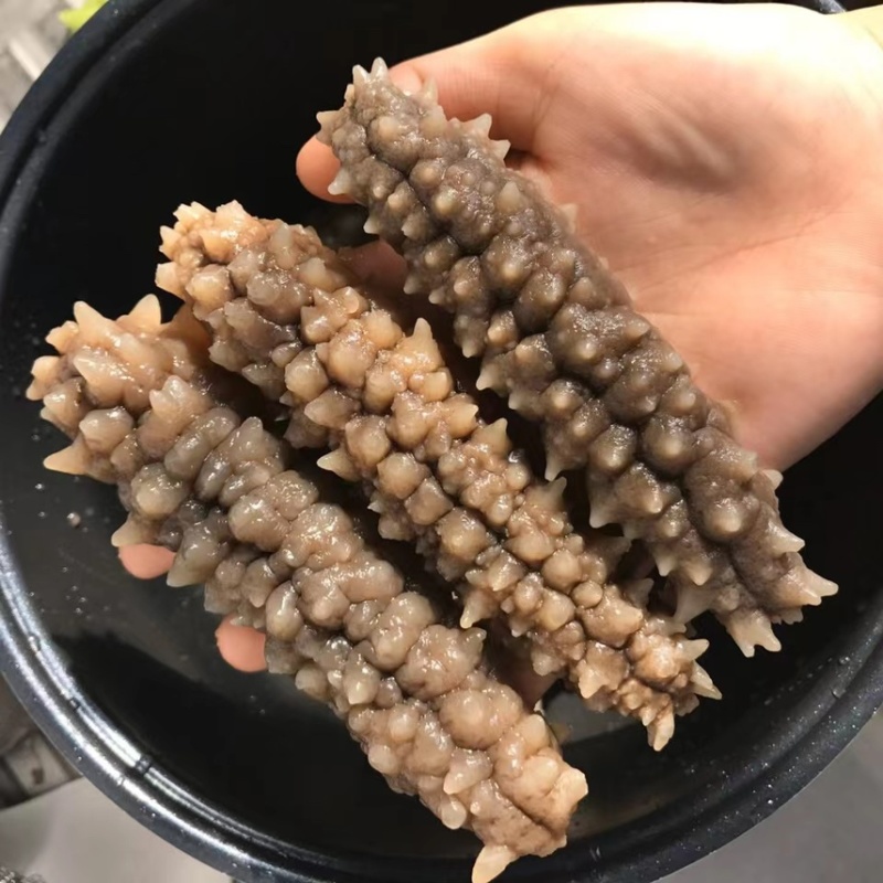 印尼黑刺参