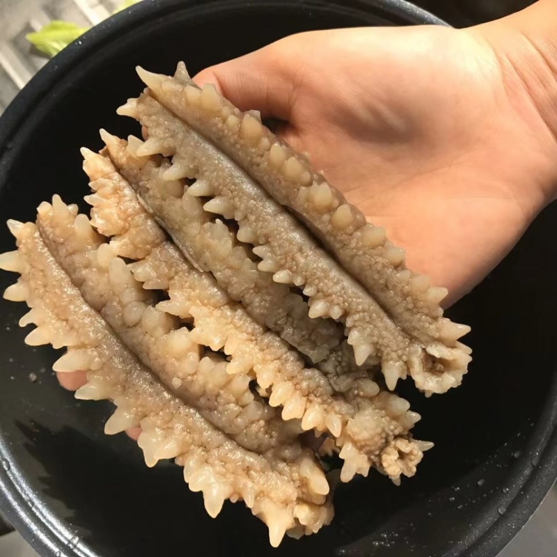 印尼黑刺参