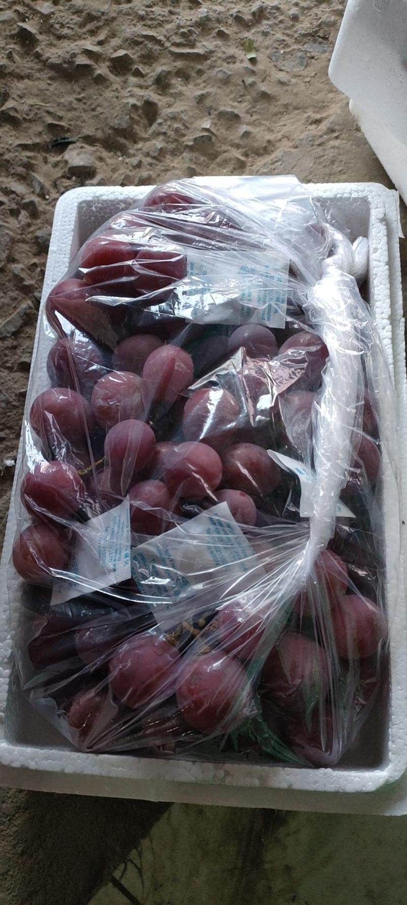 （精品）河北红提葡萄，货源充足万亩基地直供，颜色好颗粒大