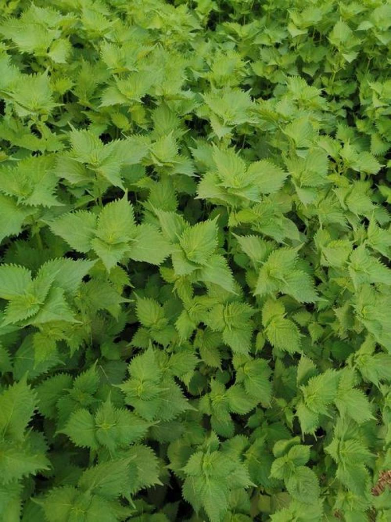 紫苏种子绿苏种子桂荏种子赤苏白苏籽草本药材可食用阳台盆栽