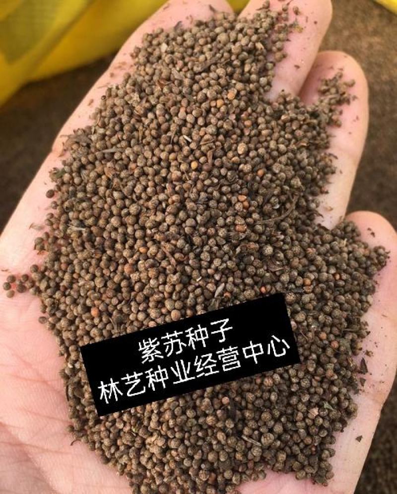 紫苏种子绿苏种子桂荏种子赤苏白苏籽草本药材可食用阳台盆栽