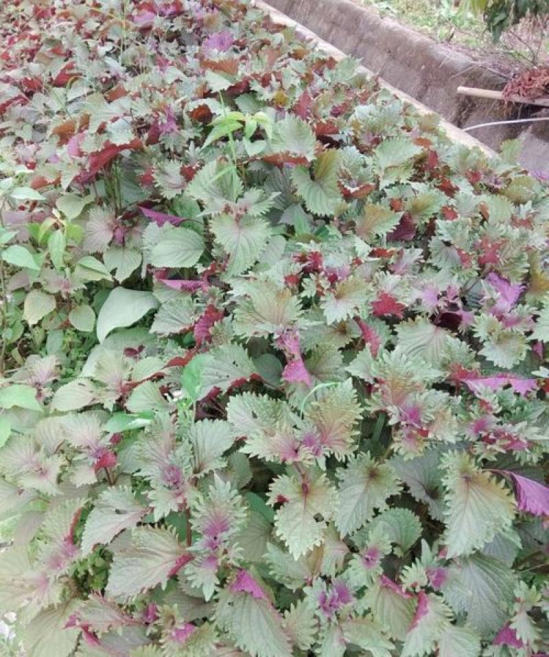 紫苏种子绿苏种子桂荏种子赤苏白苏籽草本药材可食用阳台盆栽