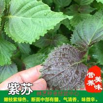 紫苏种子绿苏种子桂荏种子赤苏白苏籽草本药材可食用阳台盆栽