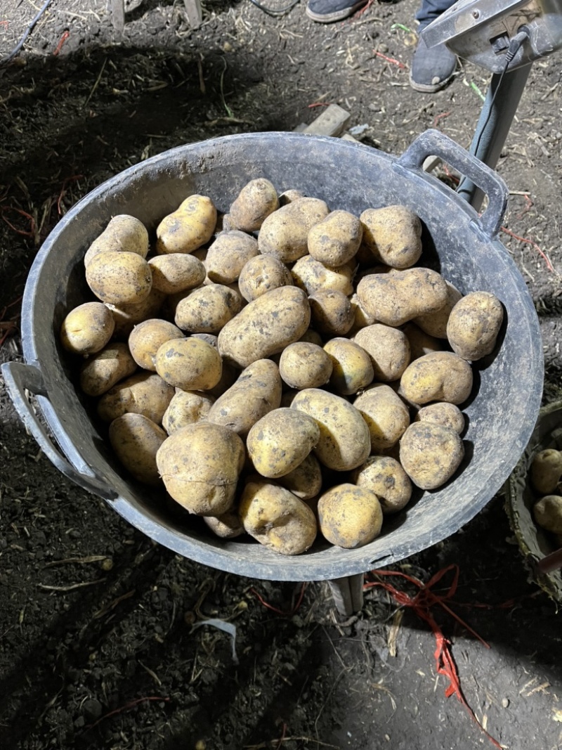 荷兰十五土豆种薯热卖中质量好产量高抗病发往全国各地