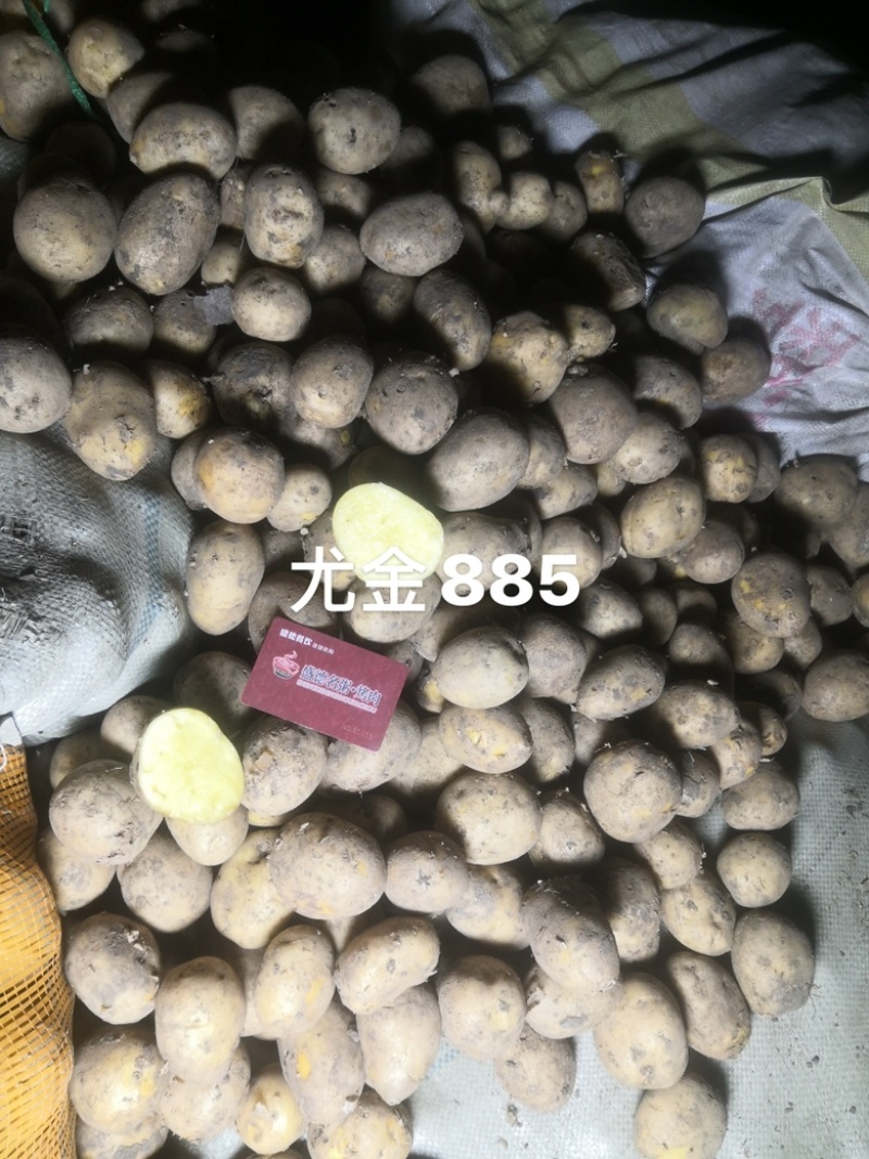荷兰十五土豆种薯热卖中质量好产量高抗病发往全国各地