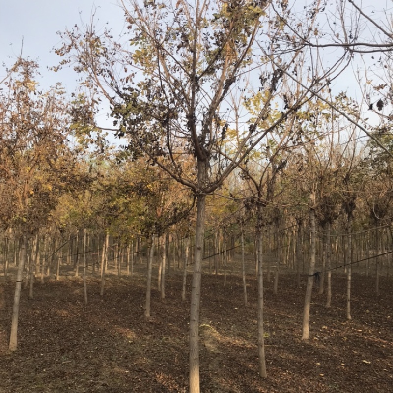 栾树北京栾保定栾树基地悦诚园林栾树批发