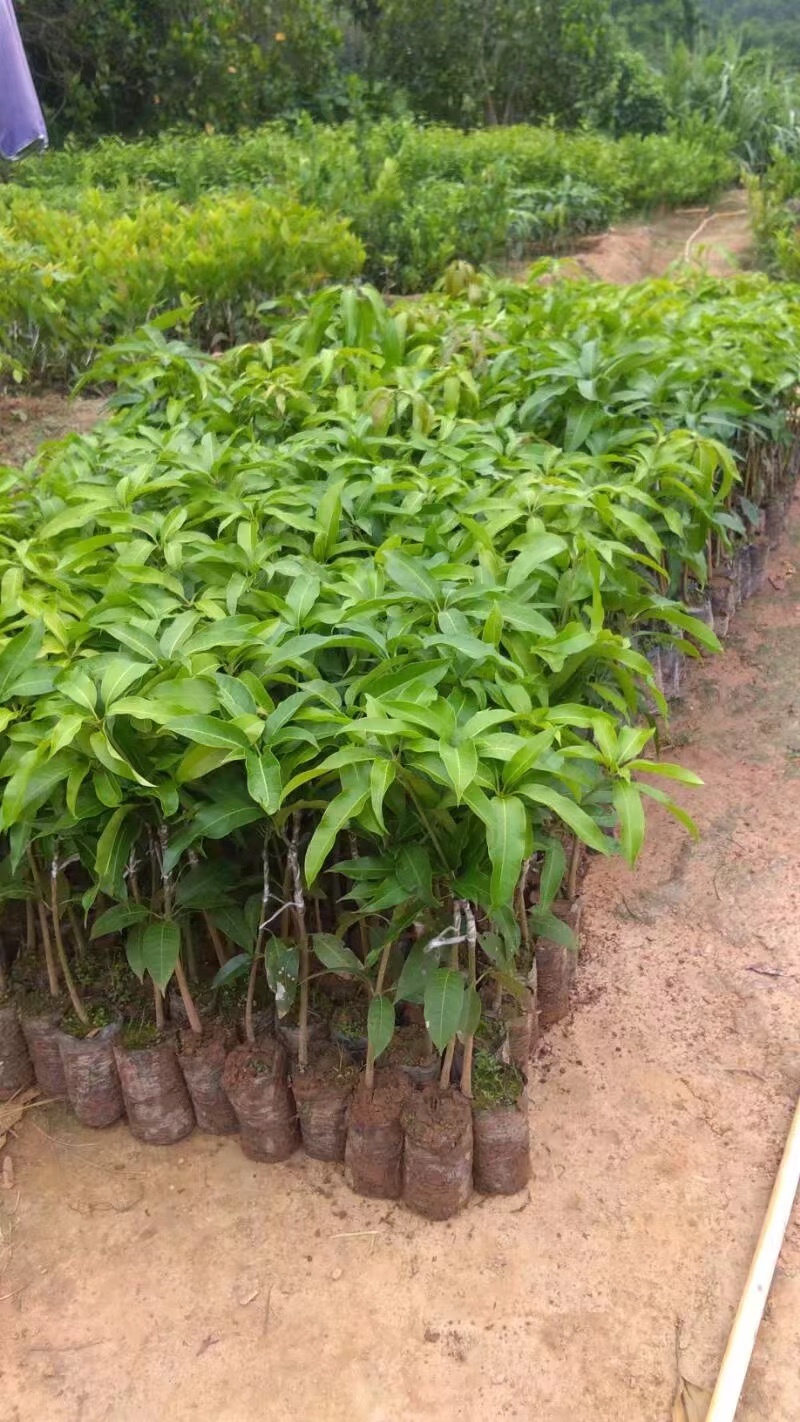 海南热带芒果苗台农金皇芒果直生