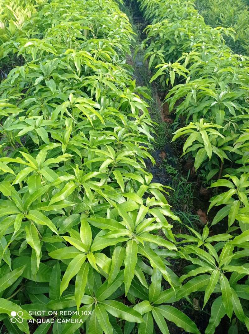 海南热带芒果苗台农金皇芒果直生